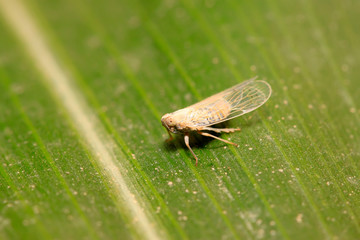 leafhopper on plant