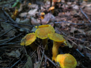 Chanterelle mushrooms growing in the leaves of the forest