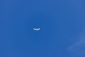 Birds flying in the blue sky