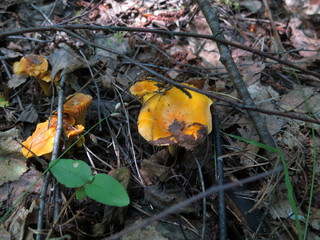 Orange mushrooms chanterelles close-up in the forest