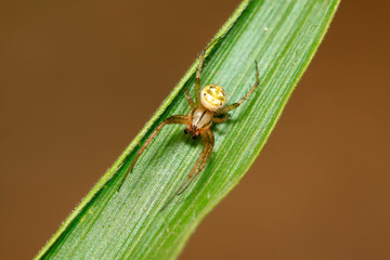 spider on plant
