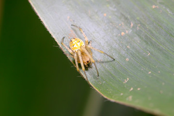 spider on plant