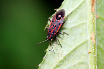 chinch bug on plant