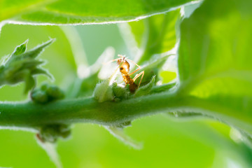 busy ants finding food to store in their colony
