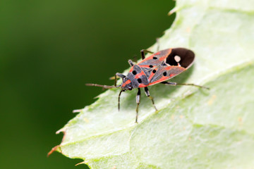 chinch bug on plant