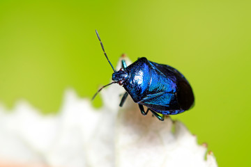 Zicrona caerulea on plant
