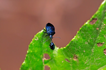 Zicrona caerulea on plant