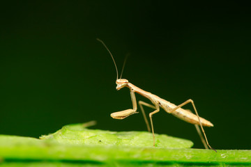 Mantis larvae on plant