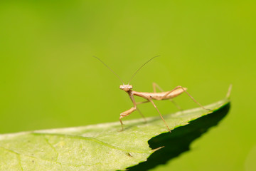 Mantis larvae on plant