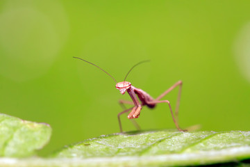 Mantis larvae on plant
