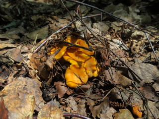 Growing mushrooms chanterelles close-up in the forest
