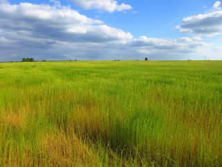 Landscape field with beautiful ears of flax with blue sky