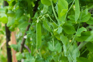 Fototapeta na wymiar Green unripe peas pod in a kitchen garden. Agricultural concept, farming season