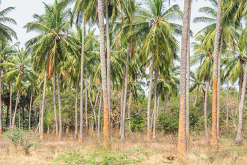 coconut trees plantation in a sequence at  formal garden land looking awesome with mountain background.