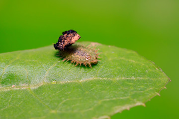 Hispidae insects larvae on plant