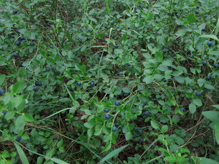 Background of wild blueberry bushes growing in the forest