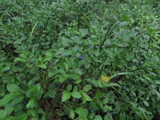 Background of wild blueberry bushes growing in the forest