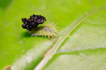 Hispidae insects larvae on plant