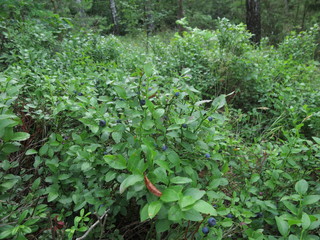 Background of wild blueberry bushes growing in the forest