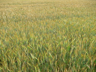 Isolated background of ears of spiced yellow-green barley
