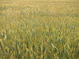 Isolated background of ears of spiced yellow-green barley