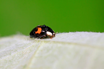 Harmonia axyridis on plant