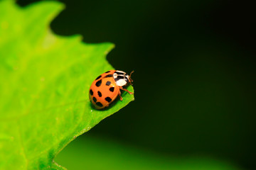 Fototapeta premium Harmonia axyridis on plant