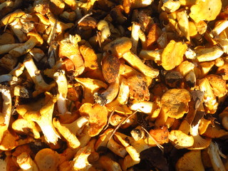 Kind of peeled orange mushrooms chanterelles