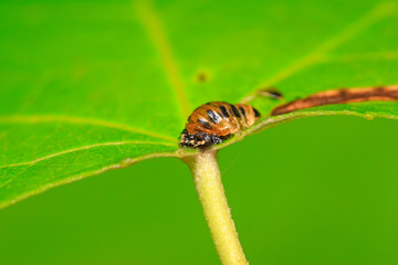 Harmonia axyridis puparium on plant
