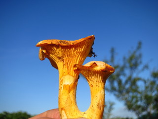 Yellow mushrooms chanterelles in hand close-up