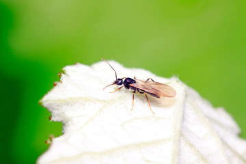Winged ants on plant