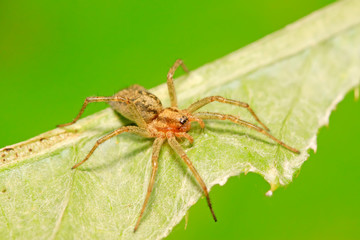 Spiders on plant