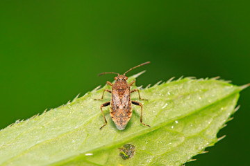 stinkbug on plant