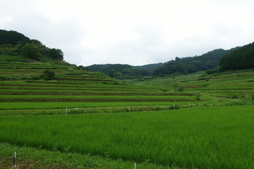 日本の岡山県の美咲町大垪和西地区の美しい棚田