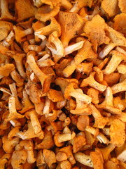 Background peeled mushrooms chanterelles lying in a pile. Young orange mushrooms chanterelles