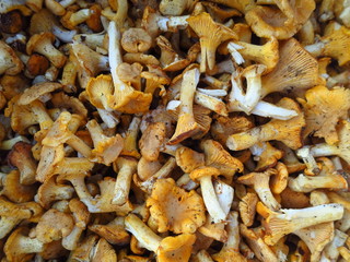 Background peeled mushrooms chanterelles lying in a pile. Young orange mushrooms chanterelles