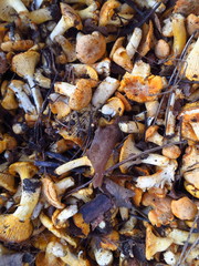 The crude yellow chanterelle mushrooms collected in the forest