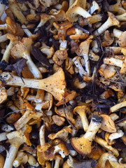 The crude yellow chanterelle mushrooms collected in the forest