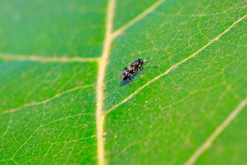 bees insects on plant