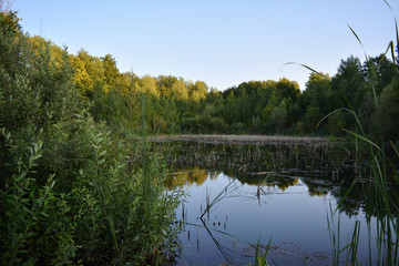 Landscape with old pond and forest on the bank.