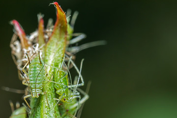 .infestation of aphids on garden plant