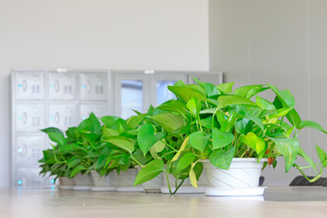 scindapsus aureus, a kind of foliage flowers