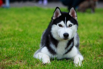 Obraz premium Dog breed Siberian husky