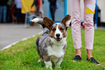 Dog breed Welsh Corgi Cardigan