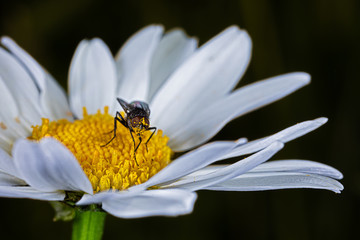 fly covered with pollen perching on white daisy