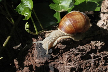 Weinbergschnecke auf verwittertem Holz