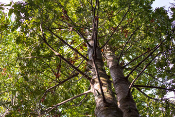 Fototapeta premium Young New Zealand Kauri tree