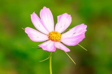 Galsang flower in a garden