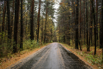 lonely empty wet asphalt rural road through autumn woods, rainy autumn time