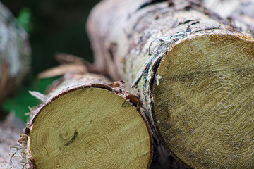 holz, baum, baumstamm, bauholz, cut, wald, baumstamm, brennholz, stapel, bauholz, kofferraum, natur, anhäufen, beschaffenheit, bark, braun, hölzern, föhre, baum, material, feuer, branche, klingeln, au